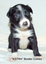 Black and White Male border collie puppy